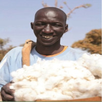 Raw Cotton