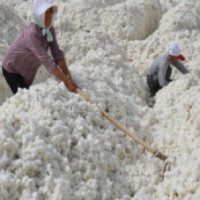 Raw cotton