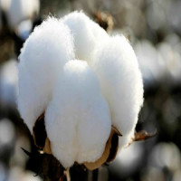 Raw Cotton2