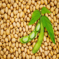 Soya Bean