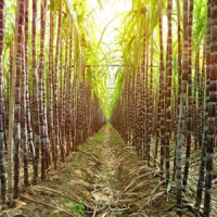 Sugarcane for production White and Brown Sugar