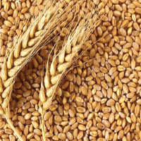 Wheat : (Hard winter Red wheat and Soft wheat)
